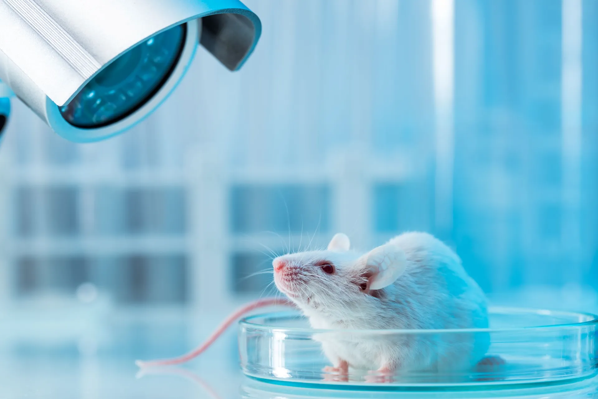 Ratón de laboratorio en encierro