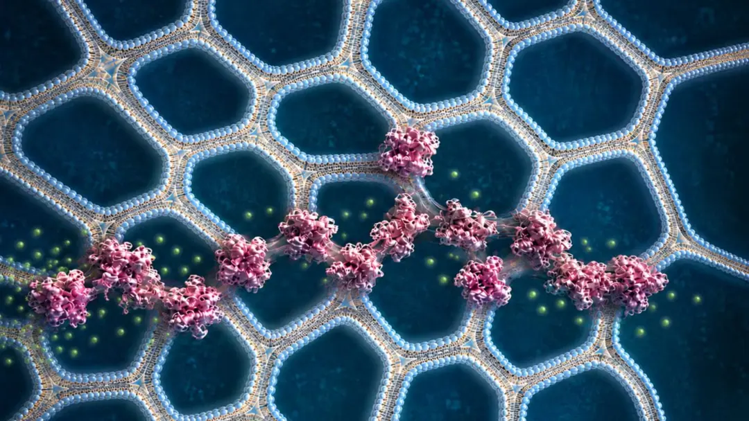 Material impreso en 3D que imita la capacidad de filtrado del tejido humano
