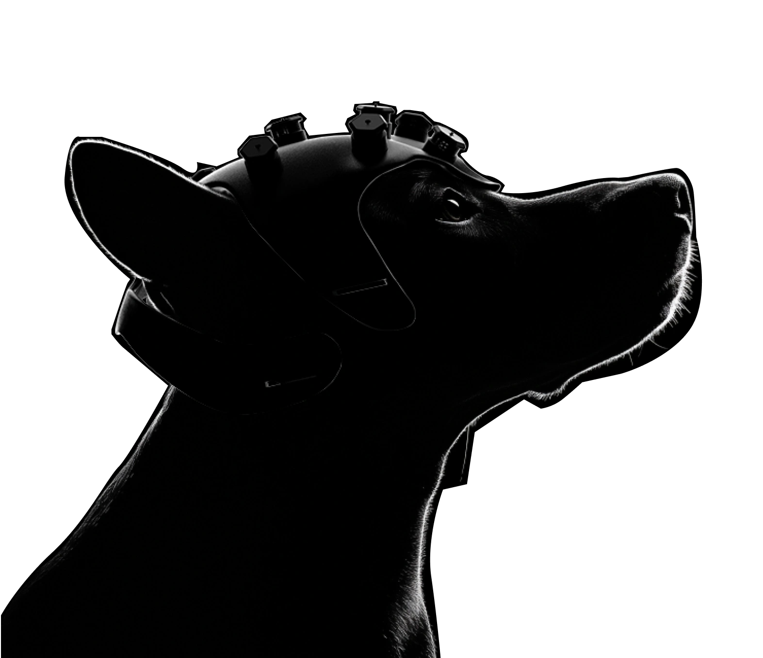 Perro entrenado para detectar señales tempranas de cáncer en muestras de aliento humano